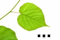 Tilleul à grandes feuilles - feuille sur fond blanc (Tilia grandifolia)